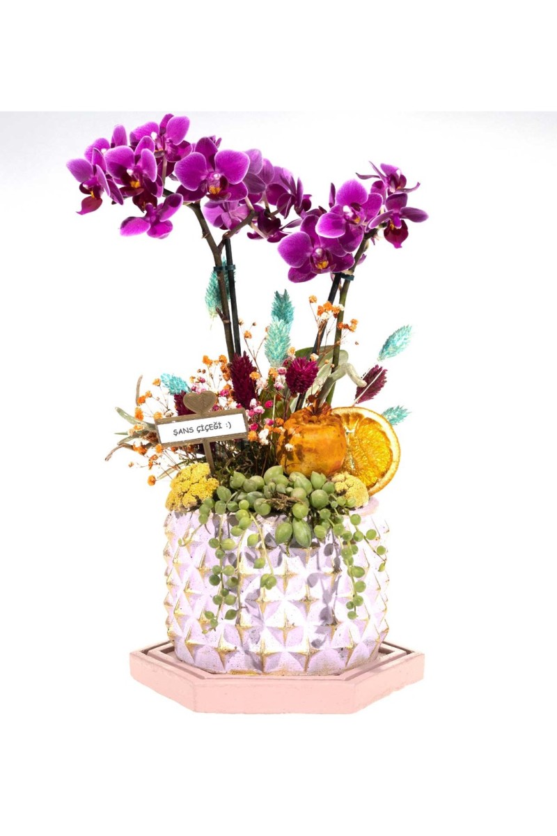 Dekoratif Saksıda Çift Dallı Mini Orkide Aranjmanı