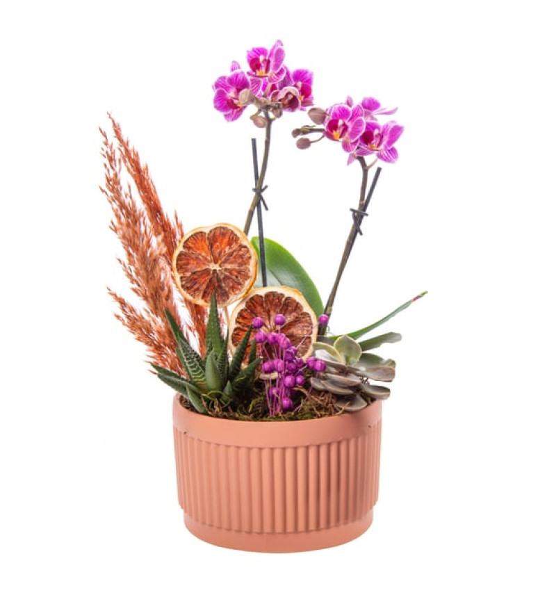 Kiremit Saksıda Çiftli Mini Orkide