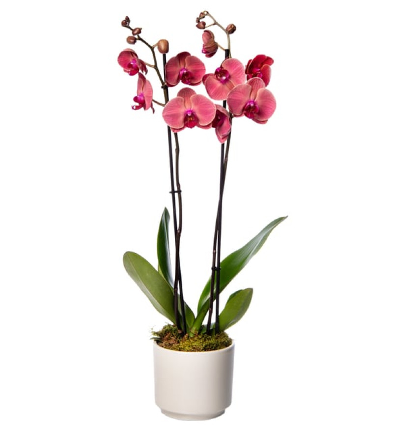 Beyaz Beton Saksıda Ateş Kırmızı Çiftli Orkide