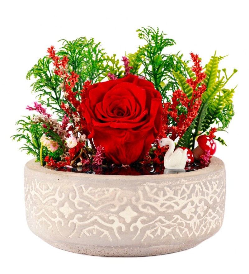 Beton Saksıda Kırmızı Solmayan Gül Teraryum