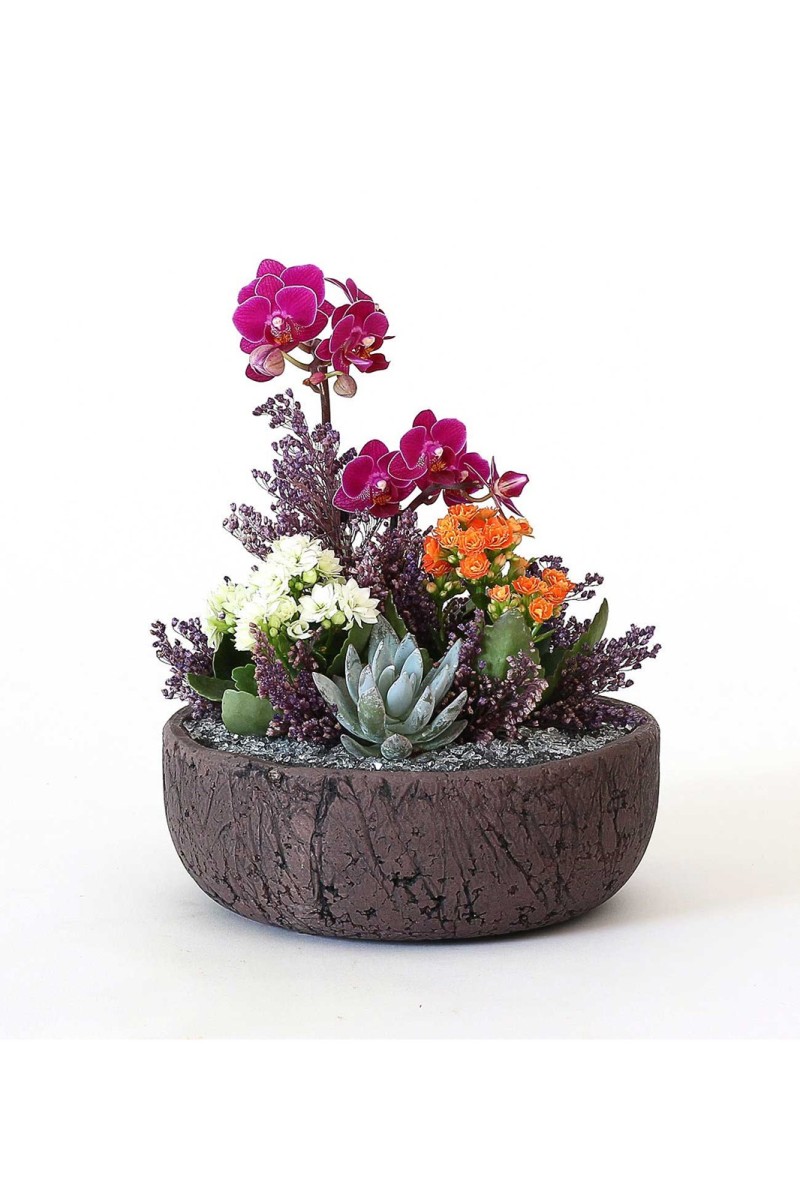 Eskitme Saksıda Mini Orkide Bahçesi